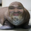 TheNoobishSeal