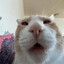 MopBucket