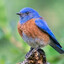 Eastern Bluebird CS Enjoyer