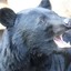 Supreme Asiatic Black Bear