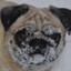 The Abominable Snow Pug