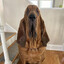 Buford