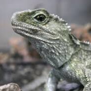 The King Tuatara avatar