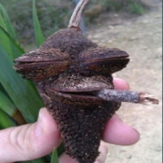 Мегаладонь