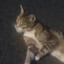 Meow_cat