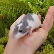 Vendo filhote de rato twister