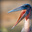 The Stork