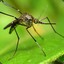 Mosquitão