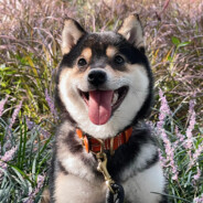 你的理想陪玩师