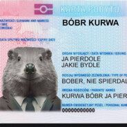 Bóbr Kurwa