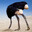 Ostrich Algorithm