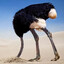 Ostrich Algorithm
