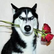 爱吃西瓜的柯基