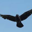 Gorgeous Corvus
