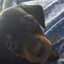 toby