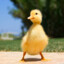 Ducky