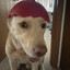 Dr.Sumdog