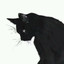 肥宅の猫