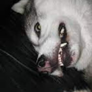 Noxfox
