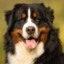 Bernese, the Mountain Dog