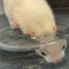 miniscout