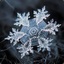 ❅