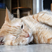 中国足球国家队