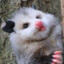 Boon: L&#039;opossum