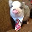 mr. piggy business