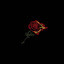 rose🌹