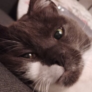 PikoTheGamer avatar