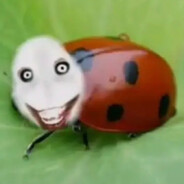 Божья фоговка