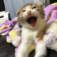 mama