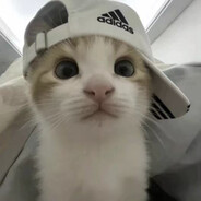 词条