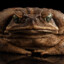 toadman_test2