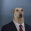 ♿︎ dog being interviewed