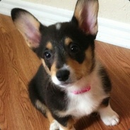 rhv - steam id 76561197960430162