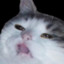 katt