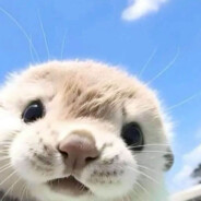 rob - steam id 76561198110536377