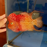 JUAL IKAN LOUHAN MOJOKERTO