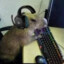 capivara