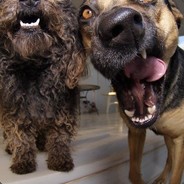 我尊敬捡我旗帜的人而