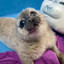 KingSeal