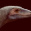 RVPTORU