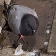 [PL] 𝔏𝔦𝔩_Muffin ✟