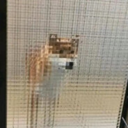 西伯利亚泰坦巨龙