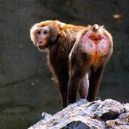 猴山上的一抹红