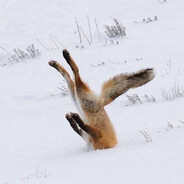 Foxi