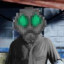 GREYTIDER