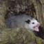 screaming possum